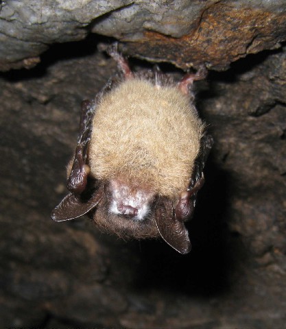 Bat